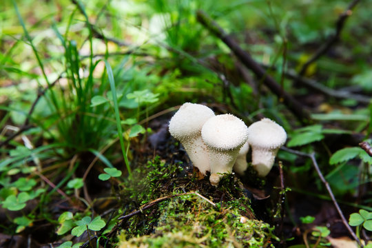 Edible mushroom Common Puffball, Lycoperdon perlatum