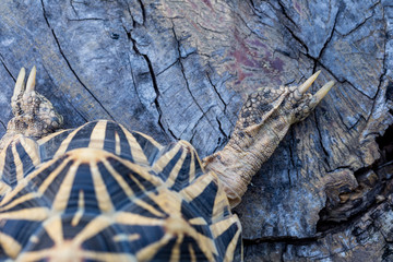 Close up of India turtle
