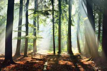 Fototapeta premium Sun rays in a fog in a misty morning green forest. Osnabruck, germany
