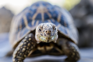 Close up of India turtle