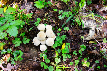 Edible mushroom Common Puffball, Lycoperdon perlatum