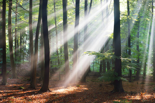 Fototapeta Sun rays in a fog in a misty morning green forest. Osnabruck, germany