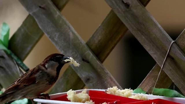 Passero mentre mangia