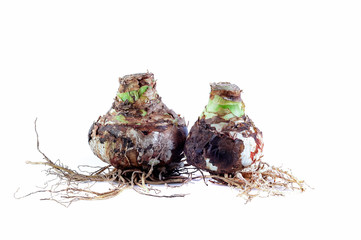 Two Bulbs Amaryllis Mix with roots against white background