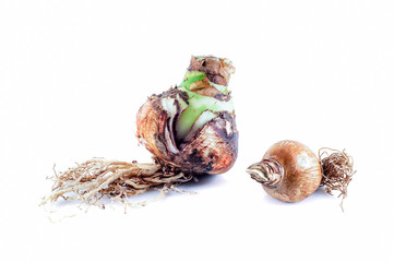 Two Mixed Bulbs Amaryllis with roots against white background
