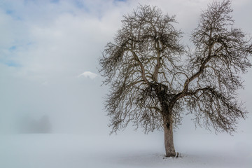 Winterlandschaft in Kärnten, Österreich, Baum im Nebel
