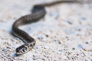 Snake closeup