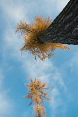Kiefern im Winter, Bäume, die in den Himmel wachsen