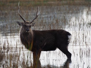 Stag Stood in Salt Marsh