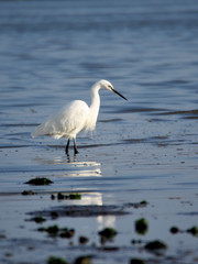 White Egret