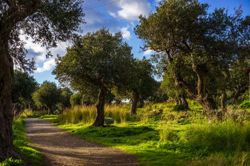 Trail at Cape Milazzo middle of olive trees, nature reserve Pisc