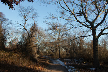 Point Bluff woods