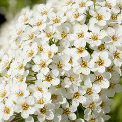 small white flowers