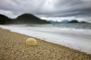 Fototapeta na wymiar Detail of shell on the sand beach with foam of the waves on the beach