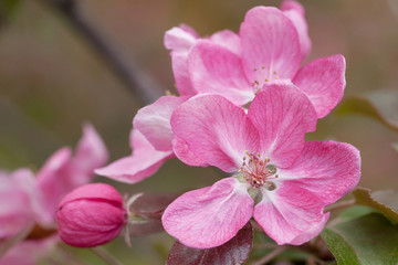 wonderful bright pink sakura flowers with bud