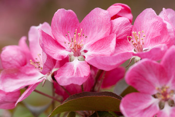 Fototapeta na wymiar flowers of sakura