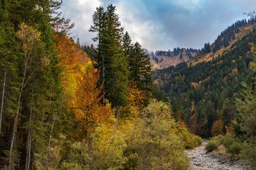 Autumn colors on the trees in the alps