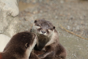 kissing otter