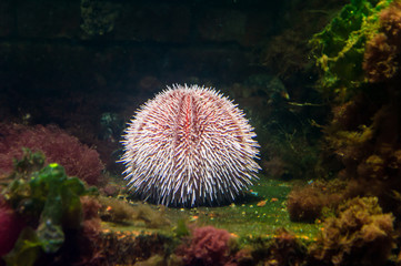 Big sea urchin
