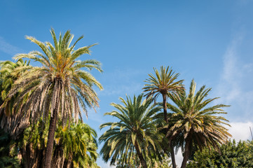 Beautiful garden with palm trees and a fountain in San Remo