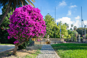 Obraz premium Beautiful garden with palm trees and a fountain in San Remo