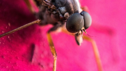 insect closeup