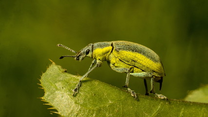 insect closeup