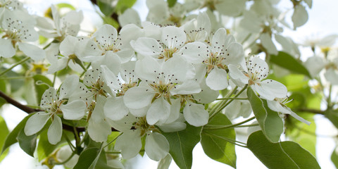 flowers of apple-tree