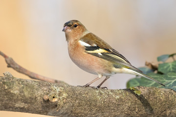 Common Chaffinch (Fringilla coelebs), usually known simply as th