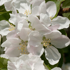 flowers of apple-tree with highlights