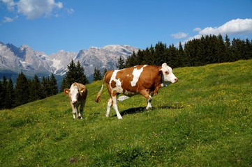Fototapeta na wymiar Kühe auf Weide auf Seiser Alm