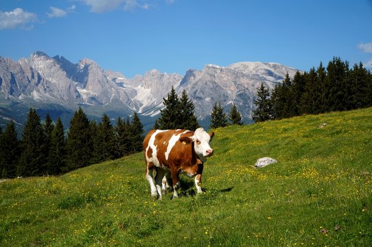 Kühe auf Weide auf Seiser Alm vor traumhaftem Bergpanorama