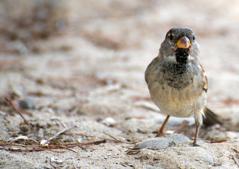 Portrait of curious sparrow on the sand.