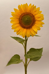 Obraz premium Kwiat słonecznika na białym tle. Nasiona i olej. Leżał na płasko