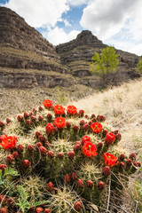 Blooming Hedgehog Cactus at Oliver Lee Memorial State Park, New
