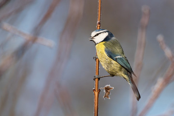 Blue Tit, Cyanistes caeruleus
