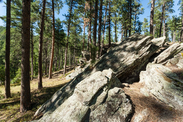 Rocks in Forest at Black Hills, route 26A, , South Dacota