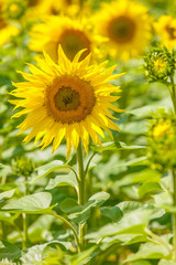 Sunflower field 
