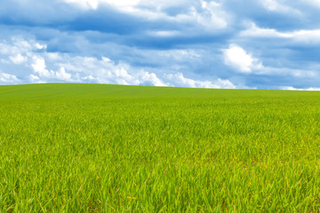 Green wheat field with cloudy sky
