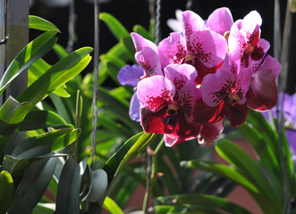 Orchidae pink and red