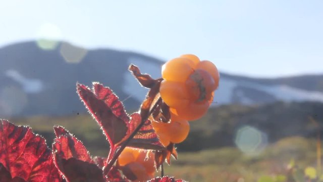 Cloudberry in the mountains. Urals, July. Macro6