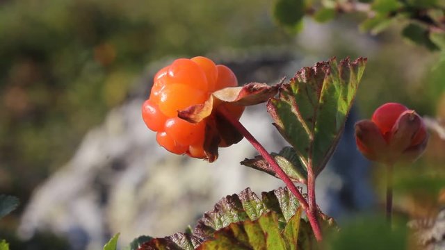 Cloudberry in the mountains. Urals, July. Macro5