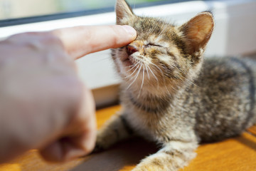 Cute kitten is on window-sill