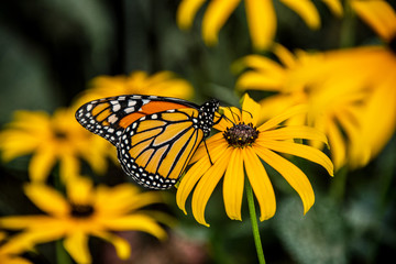 Fototapeta premium A Monarch Butterfly on a Black-Eyed Susan Flower