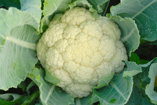 cauliflower in the garden