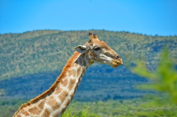 Giraffe during Safari in Johannesburg