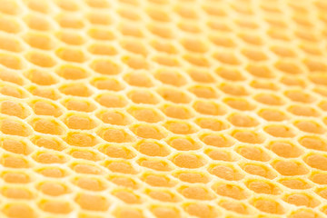 Honey bee honeycomb close up