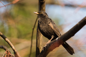 Blackbird, Turdus merula