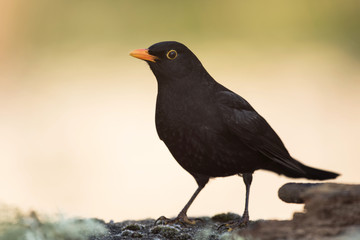 Blackbird, Turdus merula