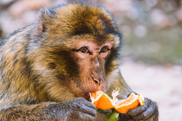 Barbary macaque monkey eating a tangerine, Ifrane, Morocco